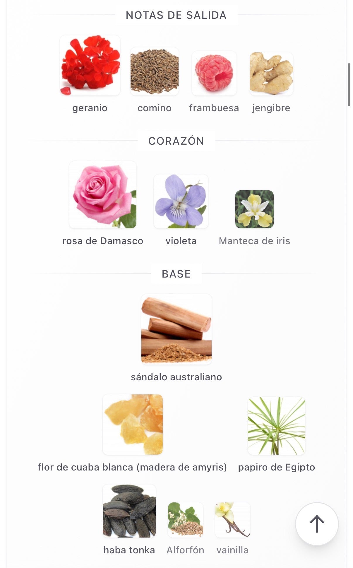 Goldfield & Banks Australia - Rose Magnitude