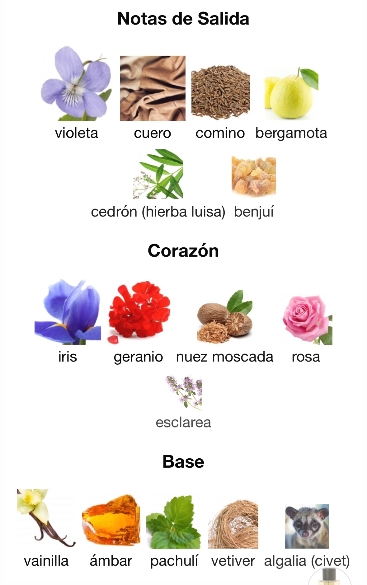 Botanicae - Matin a Mogador